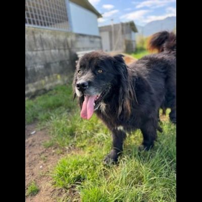 NADAL, SIMIL TERRANOVA adorabile tenerone, cane in adozione tg media