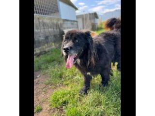 NADAL, SIMIL TERRANOVA adorabile tenerone, cane in adozione tg media