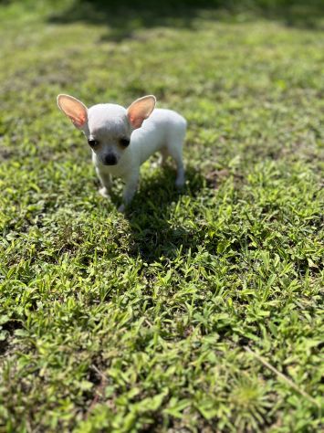 Cucciola di Chihuahua Toy - Foto 2