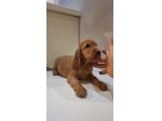 Cuccioli di Cocker Spaniel