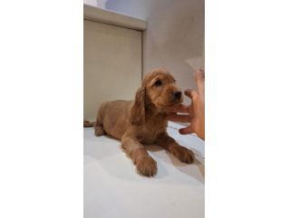 Cuccioli di Cocker Spaniel