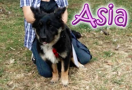 ASIA, stupenda lupetta di 5 mesi - Foto 4