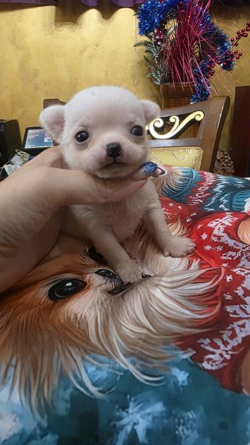 Chihuahua - Foto 2