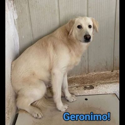 GERONIMO imprigionato senza colpa CANE IN ADOZIONE