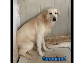 GERONIMO imprigionato senza colpa CANE IN ADOZIONE
