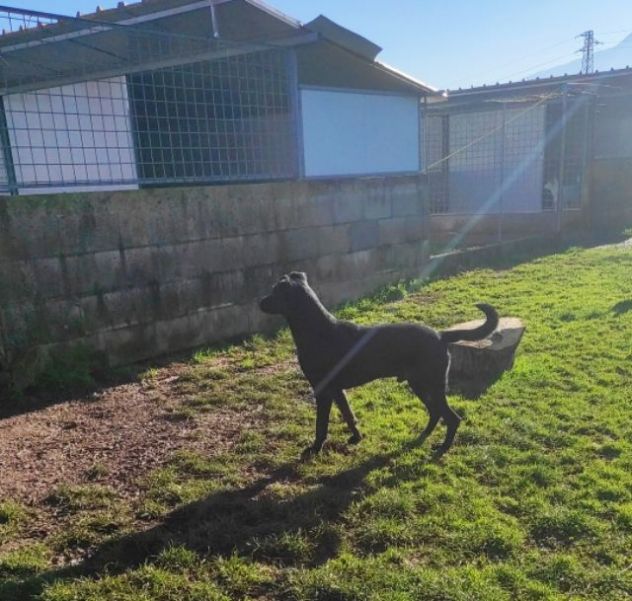 CANE IN ADOZIONE: AARON - Foto 7