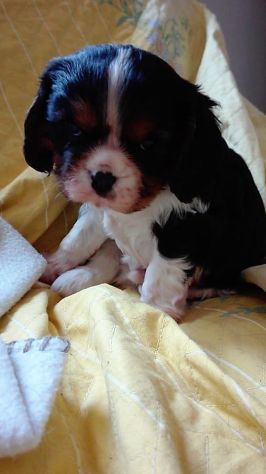 CUCCIOLI DI CAVALIER KING DA PRIVATO
