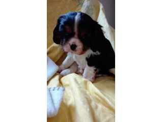 CUCCIOLI DI CAVALIER KING DA PRIVATO