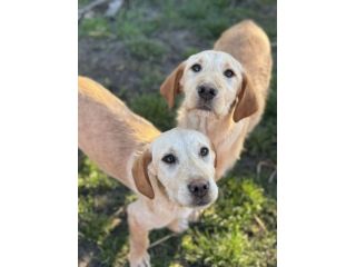 KIRA e KALA, cucciolone mix LABRADOR! Dolcissime