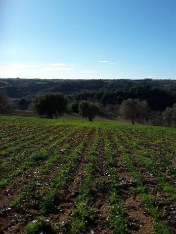 Agricolo in vendita a Cupra Marittima - Foto 10