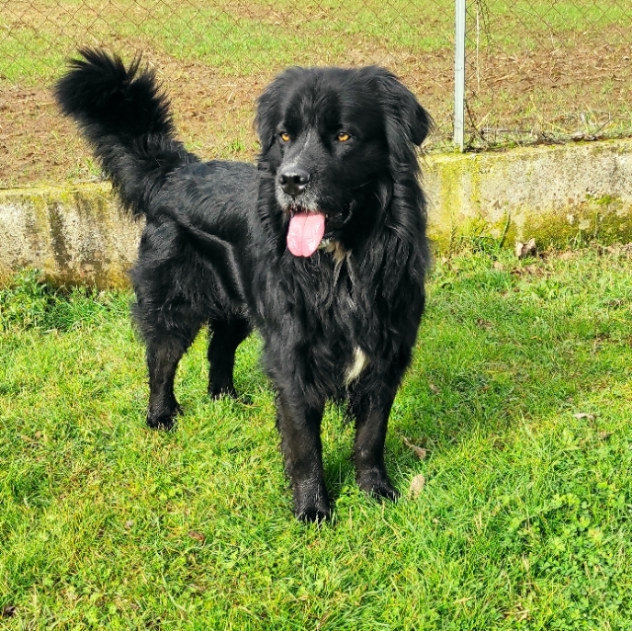 CANE IN ADOZIONE: NADAL, adorabile tenerone. - Foto 2