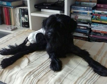 LUCILLA, cagnolina automunita - Foto 3