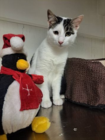 Tondo gattino - Foto 4