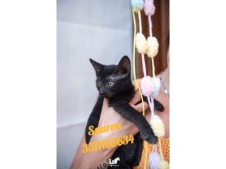 Sauron e Sibill fratellino di 3 mesi