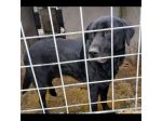 SIRIUS FANTASTICO MIX LABRADOR CANE IN ADOZIONE