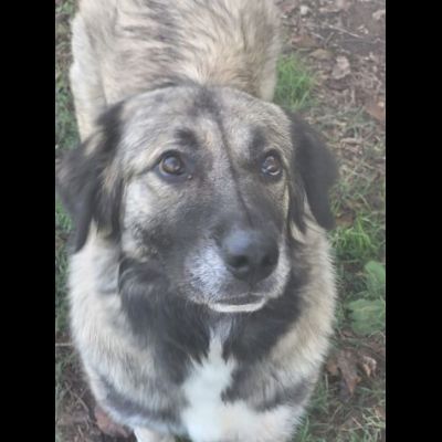Meravigliosa PRINCESSE CAGNOLONA IN ADOZIONE