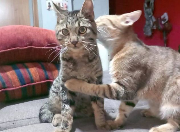 TIGRO, dolce gattino in adozione! - Foto 5