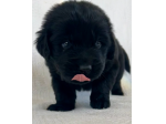Fantastici cuccioli di Terranova