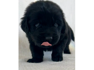Fantastici cuccioli di Terranova