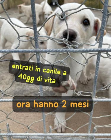 CUCCIOLI 2 MESI SIMIL LABRADOR taglia media - Foto 4