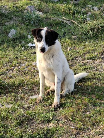 SNOOPY 3 ANNI TAGLIA GRANDE - Foto 2