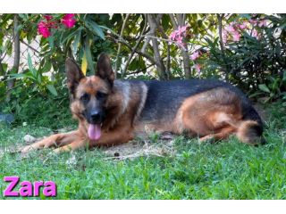ZARA,splendida pastore tedesco abbandonata