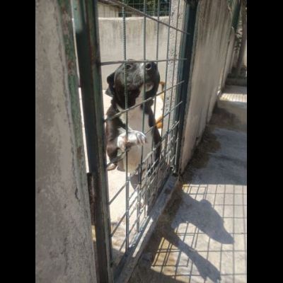 SILVESTRO DOLCISSIMO CANE IN ADOZIONE - Foto 5