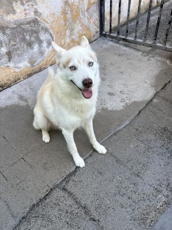 Cedo per motivi di lavoro Husky siberiano