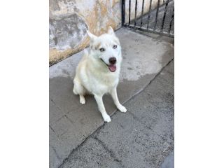 Cedo per motivi di lavoro Husky siberiano