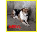 MERYL, CAGNOLINA SPAVENTATA SOLA IN CANILE CERCA CASA