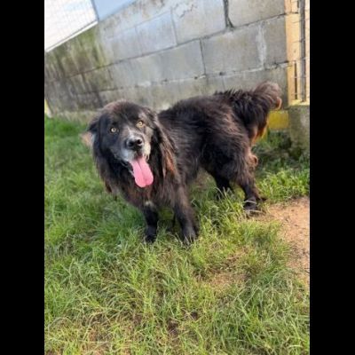 NADAL, SIMIL TERRANOVA adorabile tenerone, cane in adozione tg media - Foto 5