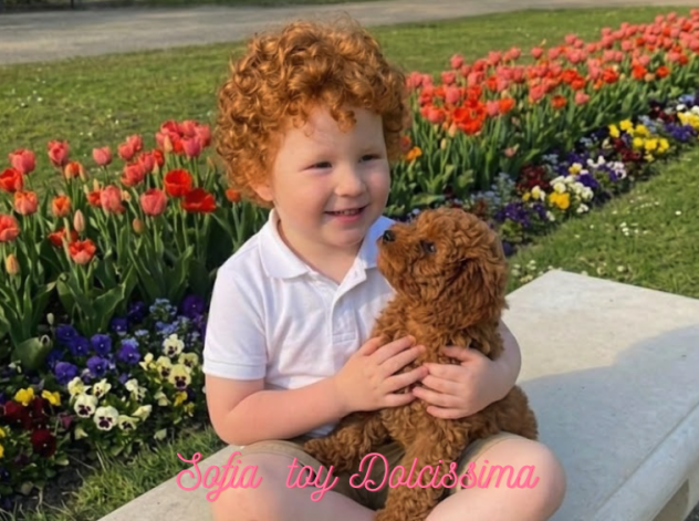 Ultimi Cuccioli Barboncino Toy — Chiusura Estiva -50% - Foto 2