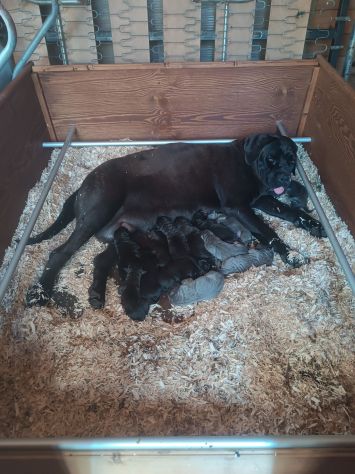 Cane corso cuccioli - Foto 6