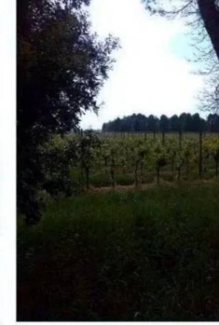 Immobile in asta di 50060 m² in vendita a Caneva - Foto 7