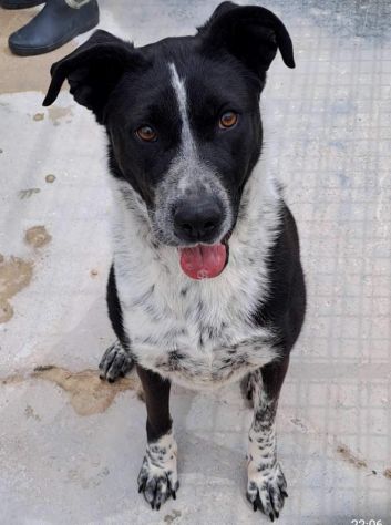 Femmina 5anni salvata 3anni fa.PUGLIA SOS SOS - Foto 10