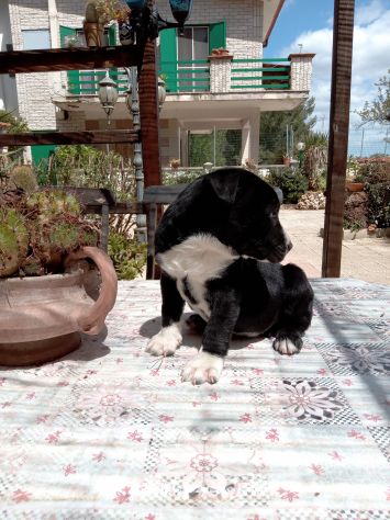 Cuccioli Amstaff Bari Lecce Taranto Brindisi Foggia Puglia con pedigree - Foto 7