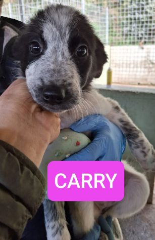 CUCCIOLI 3 MESI taglia media grande NATI IN CANILE - Foto 2
