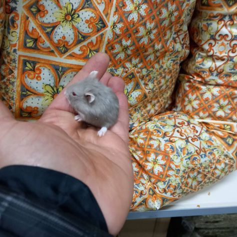 Cuccioli di criceti piccolissimi - Foto 3