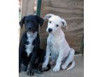 Milo e Ricky dolcissimi cuccioli in adozione