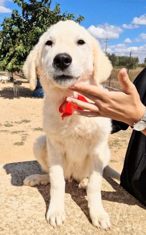 BURT,DOPO L'ABBANDONO,MERITA L'ADOZIONE! - Foto 5
