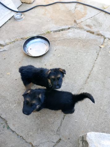Cuccioli pastore tedesco