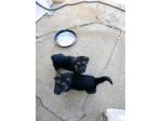 Cuccioli pastore tedesco