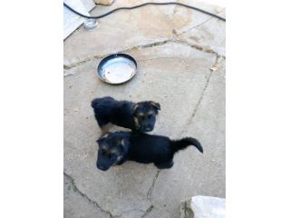 Cuccioli pastore tedesco