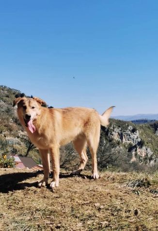 EMERSON DIMENTICATO TRA GLI INVISIBILI CANE IN ADOZIONE TG MEDIA SOCIEVOLE