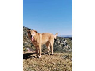 EMERSON DIMENTICATO TRA GLI INVISIBILI CANE IN ADOZIONE TG MEDIA SOCIEVOLE