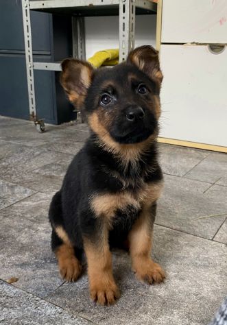 Cuccioli di pastore tedesco - Foto 4