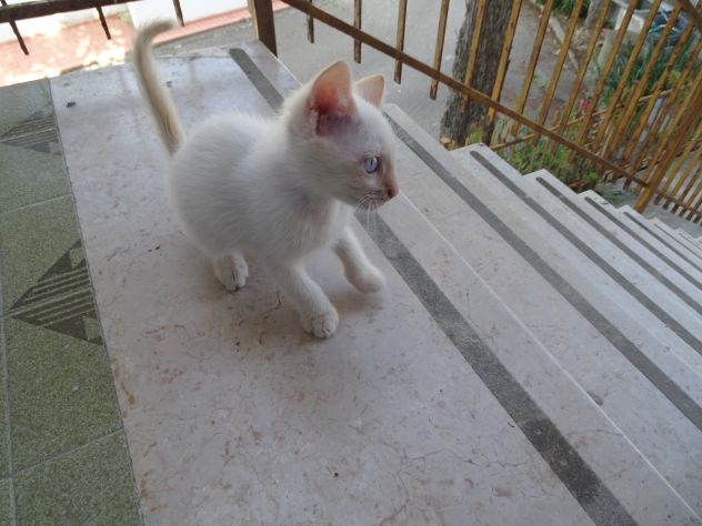 Gattini - Foto 9
