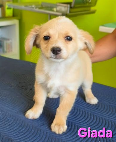 GIADA,cucciola mix volpino breton - Foto 6