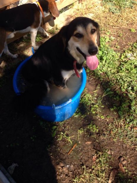 LUNA, simpatica e allegra - Foto 4