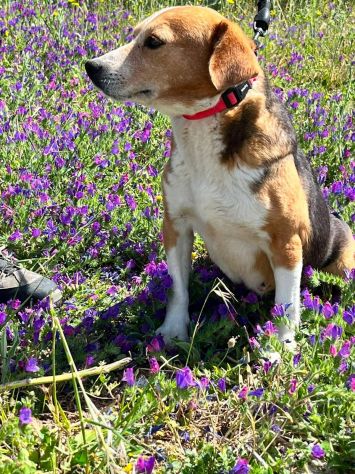 Penny beagle taglia piccola 10 kg - Foto 5